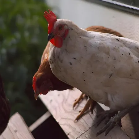 Apartment Altvogtshof