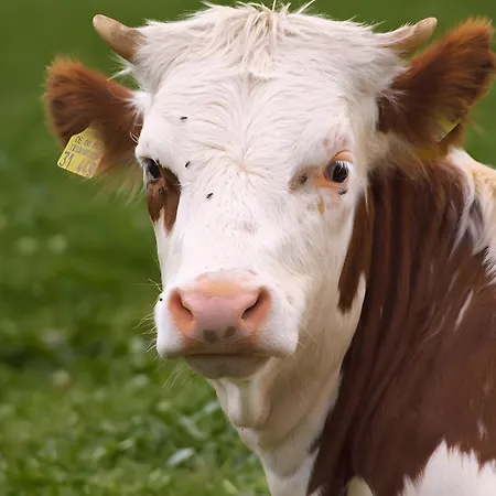 Apartment Altvogtshof *