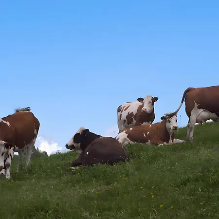 Altvogtshof Apartment *