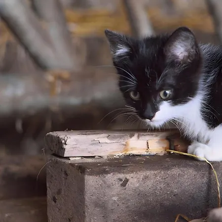 Altvogtshof Apartment Furtwangen